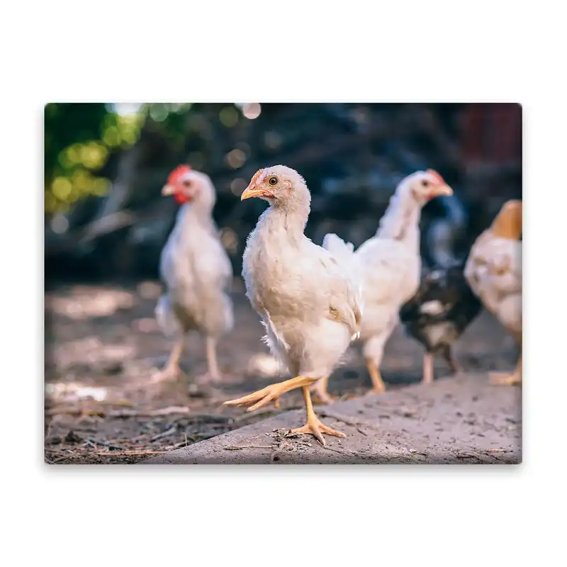 کاشی اطلس آبی طرح جوجه مرغ و خروس مدل T1667