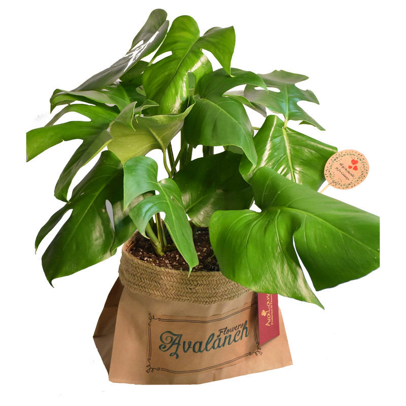 گیاه طبیعی برگ انجیری تخت کد P.A.028