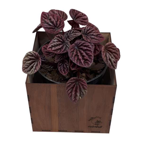 گیاه طبیعی پیرومیا قرمز ناردونه کد GH 001