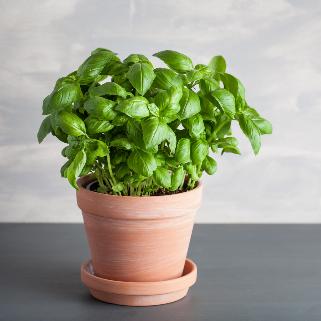 بذر ریحان ایتالیایی سانیا سید مدل S7