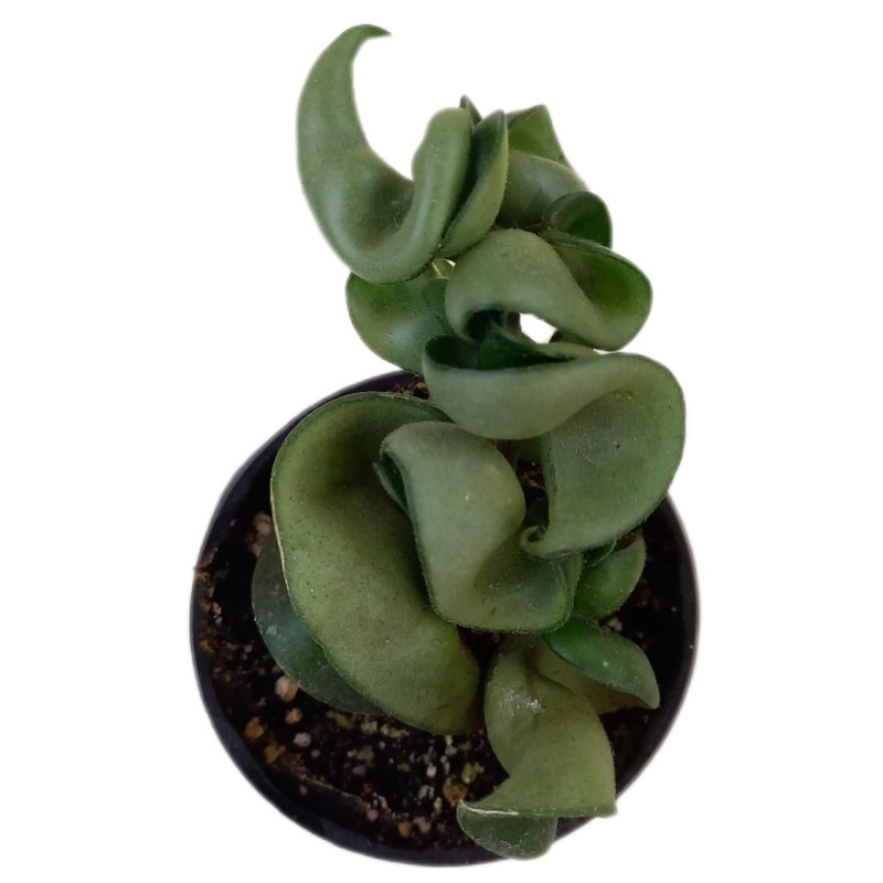 گیاه طبیعی هویا فر مدل کامپکتا