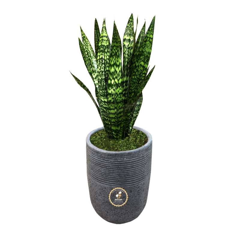 گیاه طبیعی سانسوریا شمشیری گلباران سبز گیلان مدل GN1-FANM4