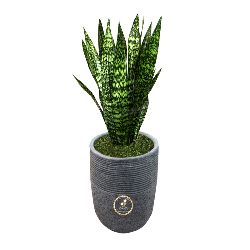 گیاه طبیعی سانسوریا شمشیری گلباران سبز گیلان مدل GN1-FANM4