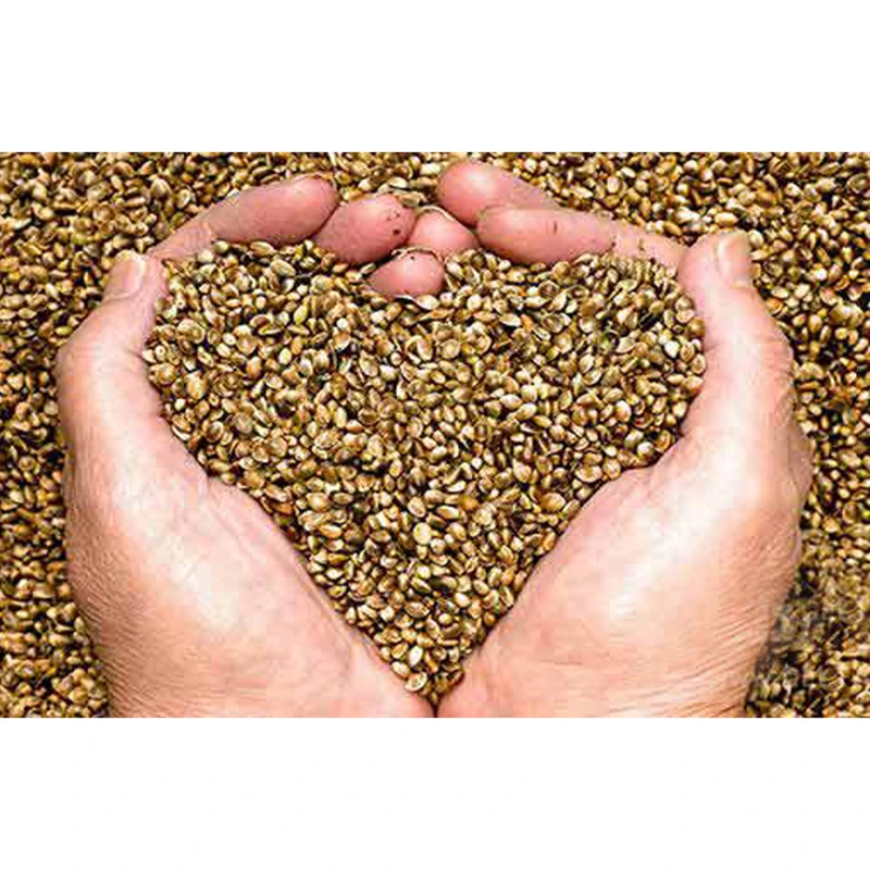 عکس شماره 2 : شاهدانه خام دستچین کالا-400 گرم