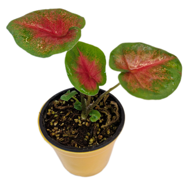 گیاه طبیعی کالادیوم کد 05