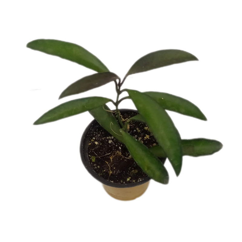 گیاه طبیعی هویا وایتی کد 0099 گیاه طبیعی هویا وایتی کد 0099