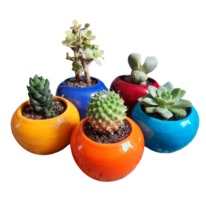 گیاه طبیعی ساکولنت و کاکتوس کد cg-05 مجموعه 5 عددی گیاه طبیعی ساکولنت و کاکتوس کد cg-05 مجموعه 5 عددی