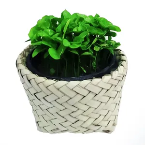 گیاه طبیعی سبزه بهار نارنج مدل C-21