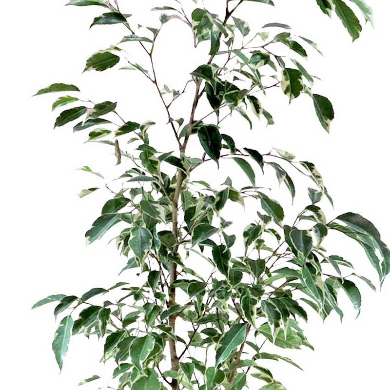 گیاه طبیعی بنجامین ابلق کد AS-19-2