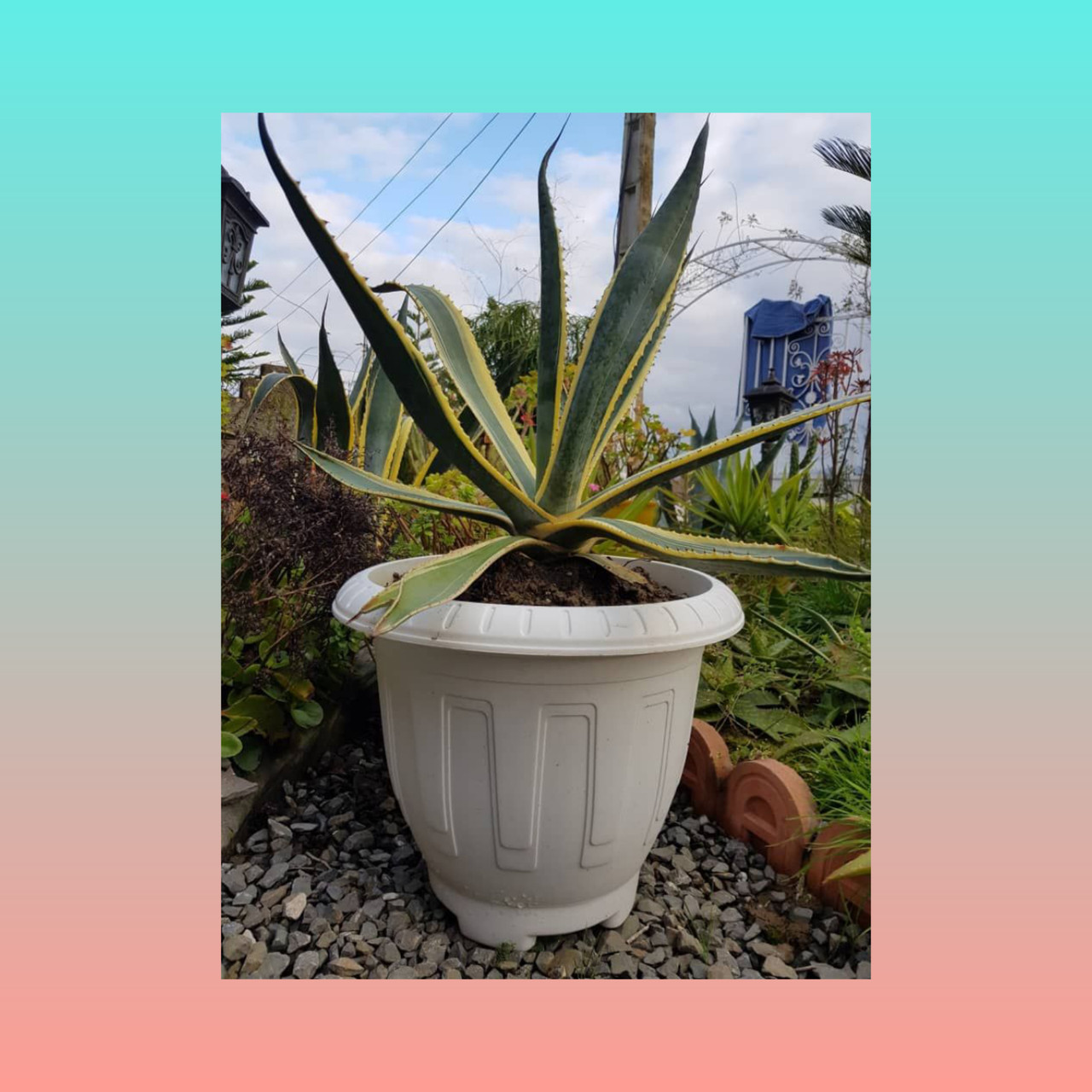 گلدان مدل پلاستیکی گرد کد 37