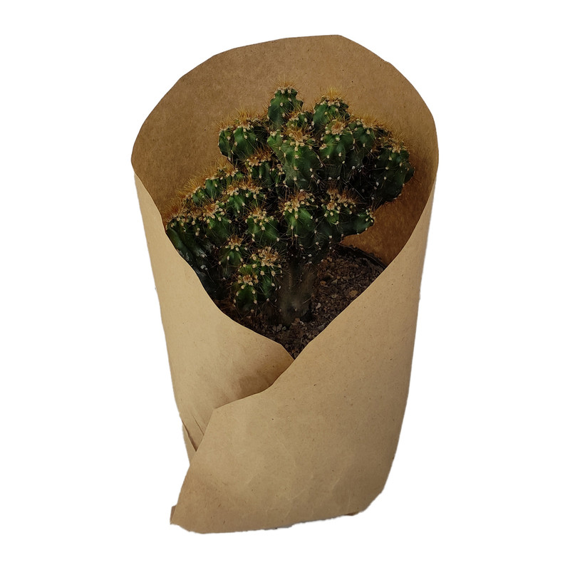 گیاه طبیعی کاکتوس کد yt9 گیاه طبیعی کاکتوس کد yt9