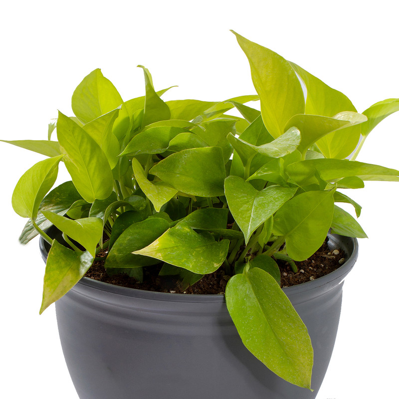 گیاه طبیعی پوتوس نئون مدل P-22 گیاه طبیعی پوتوس نئون مدل P-22