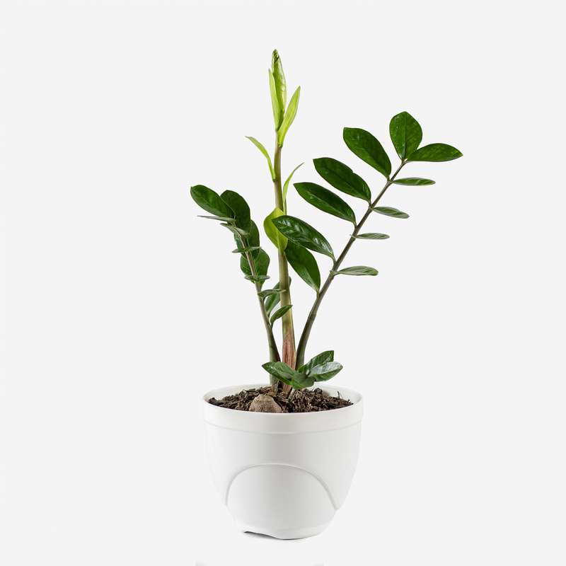 گیاه طبیعی زاموفیلیا مدل سفالی