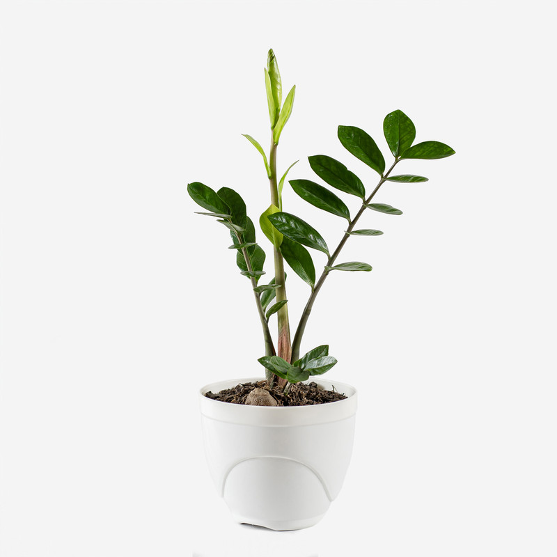 گیاه طبیعی زاموفیلیا مدل سفالی