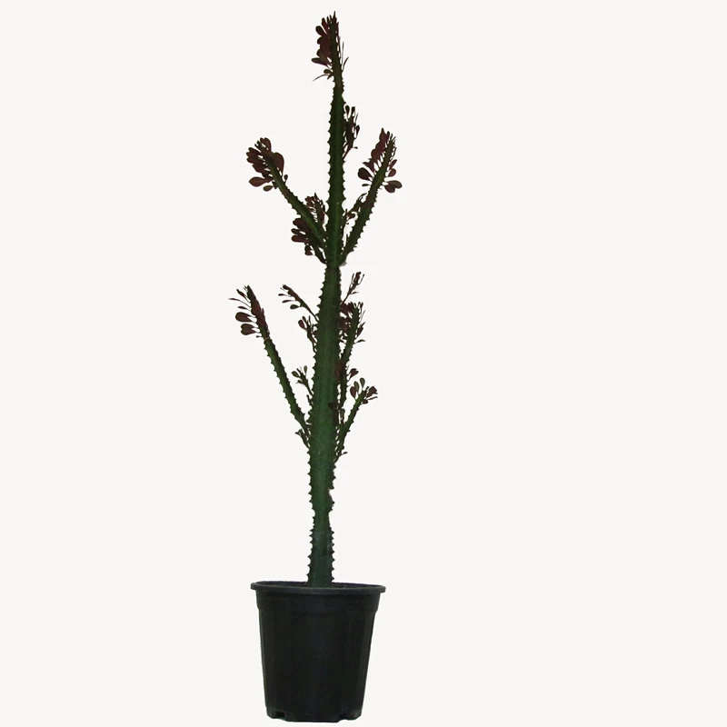 گیاه طبیعی افوربیا تریگونای مدل مادری کد 0130