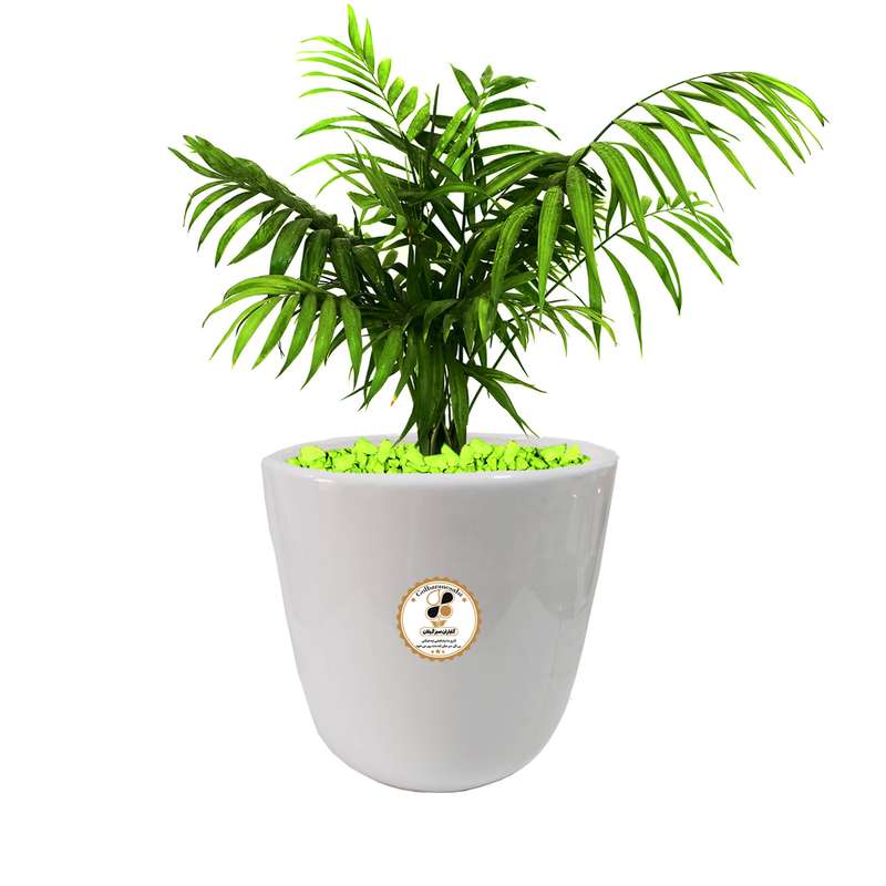 گیاه طبیعی شامادورا شرکت گلباران سبز گیلان مدل GN13-22L گیاه طبیعی شامادورا شرکت گلباران سبز گیلان مدل GN13-22L