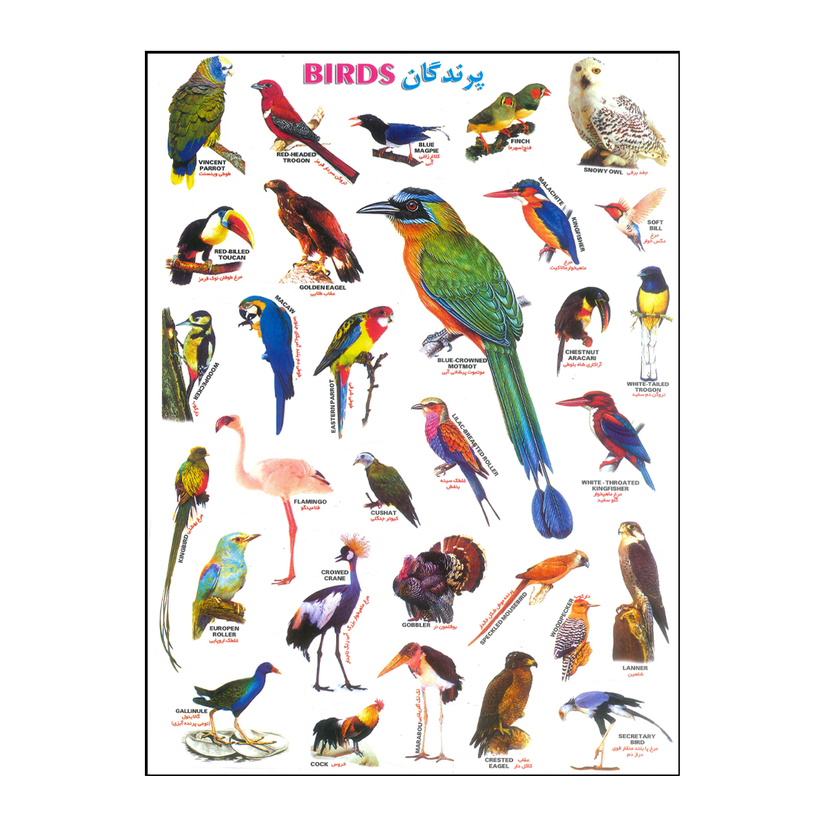 برچسب مدل پرندگان کد Birds-18