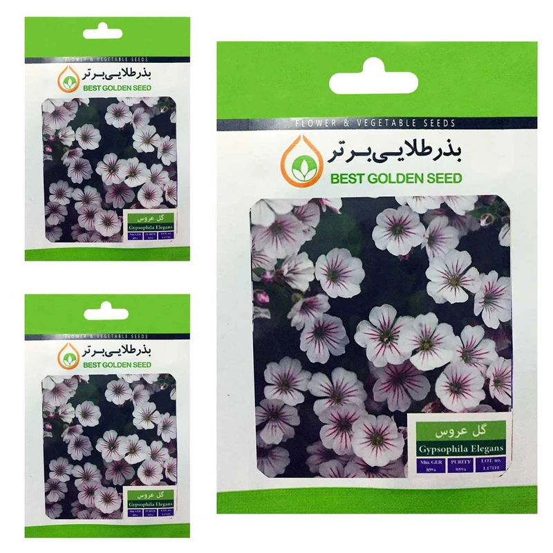 بذر گل عروس بذر طلایی برتر کد BTB-41 مجموعه 3 عددی