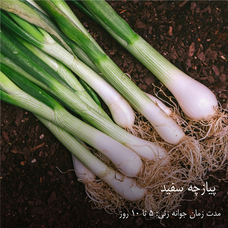 بذر سبزیجات هایپر‌کشت کد 2050 مجموعه 10 عددی