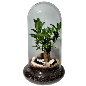 گیاه طبیعی فیکوس رتوزا مدل تراریوم کد 09