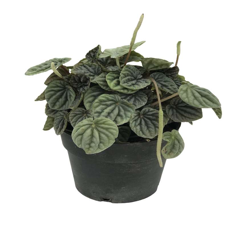 گیاه طبیعی پپرومیا چروک کد G 106