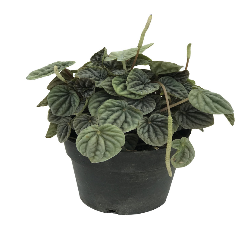 گیاه طبیعی پپرومیا چروک کد G 106