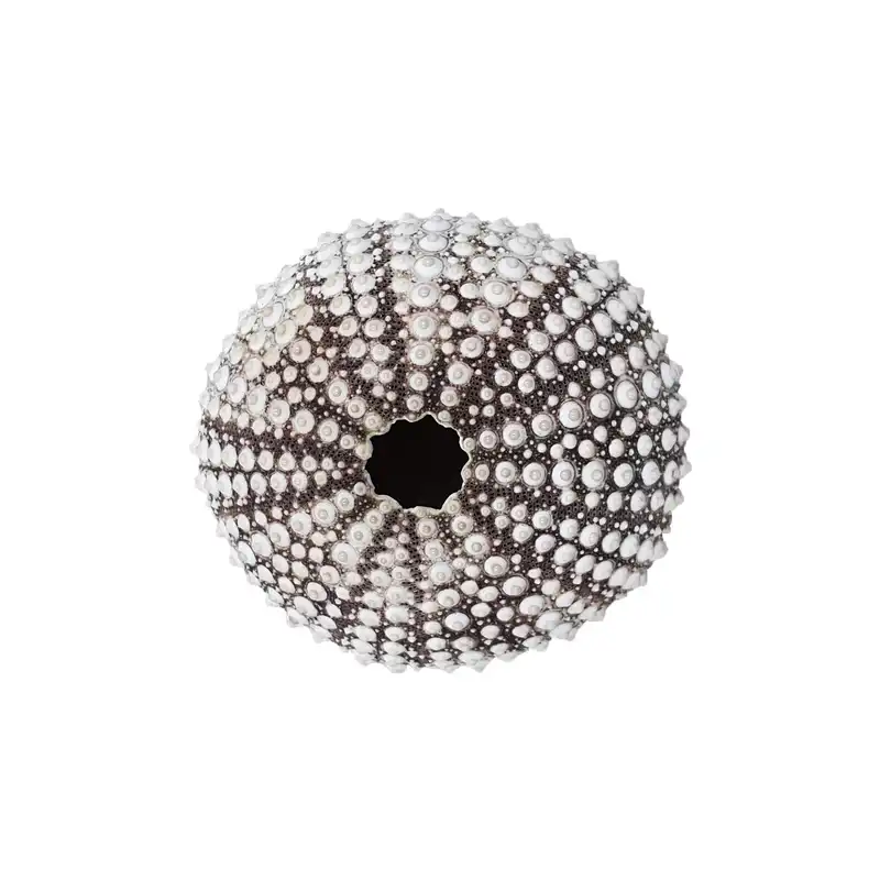 صدف تزیینی مدل توتیا