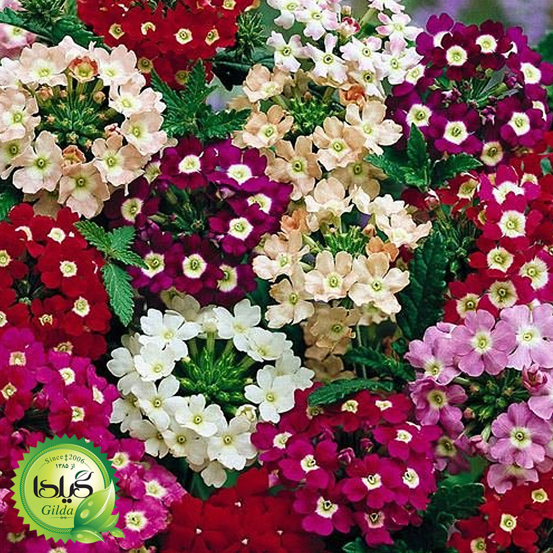 بذر شاه پسند پر گل گیلدا کد 877