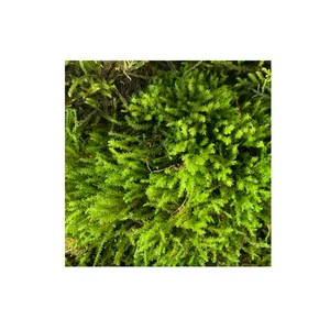 خزه جنگلی مدل کاشم وزن 60 گرم