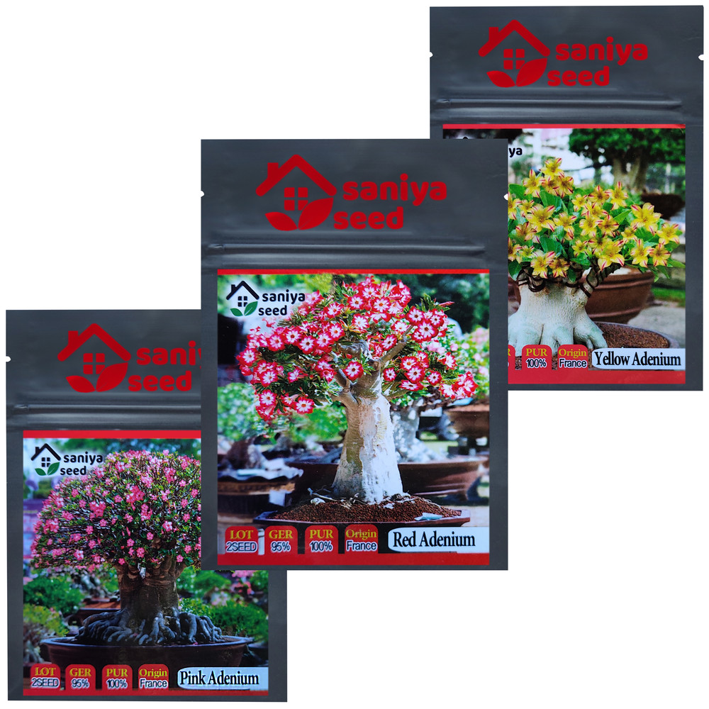 بذر بنسای آدنیوم سانیا سید مدل T5 مجموعه 3 عددی بذر بنسای آدنیوم سانیا سید مدل T5 مجموعه 3 عددی