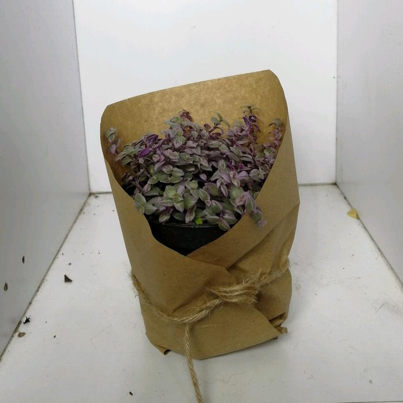 گیاه طبیعی کالیسیا کد ss02