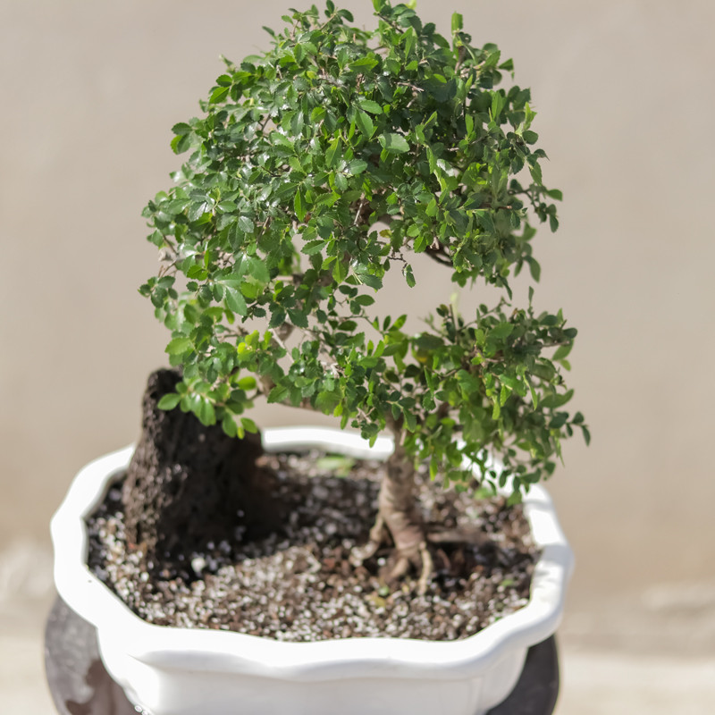 گیاه طبیعی بونسای نارون مدل elm-s گیاه طبیعی بونسای نارون مدل elm-s