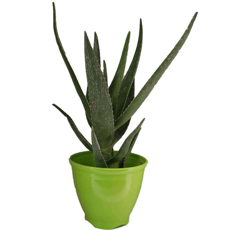 گیاه طبیعی آلوئه کد jp02 گیاه طبیعی آلوئه کد jp02