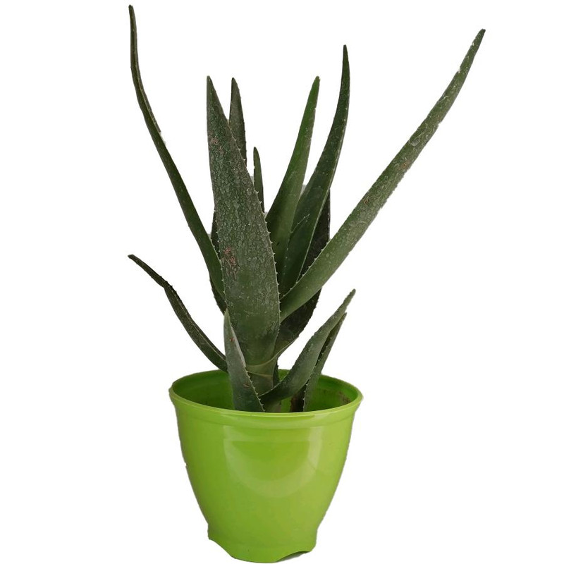 گیاه طبیعی آلوئه کد jp02 گیاه طبیعی آلوئه کد jp02