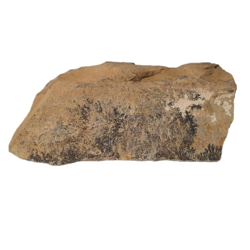 سنگ راف شجر مدل فسیلی کد 151