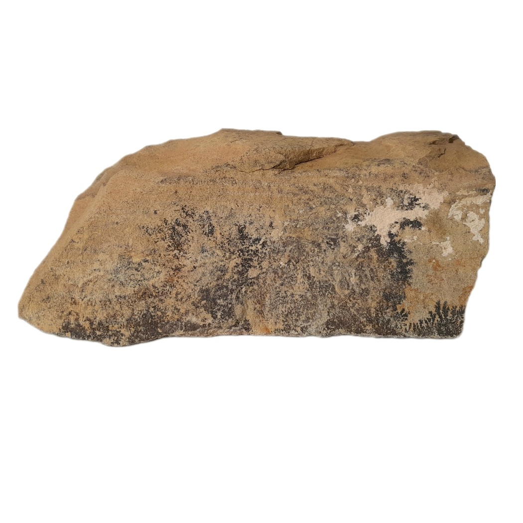 سنگ راف شجر مدل فسیلی کد 151