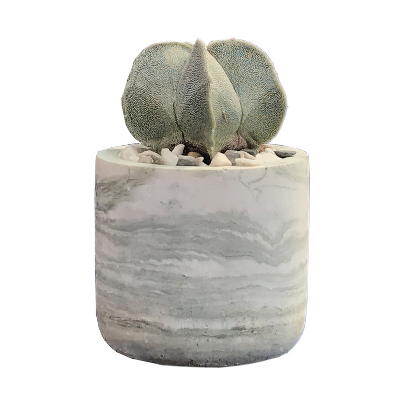 گیاه طبیعی کاکتوس آستروفتیوم میروستیگما مدل SS8 گیاه طبیعی کاکتوس آستروفتیوم میروستیگما مدل SS8