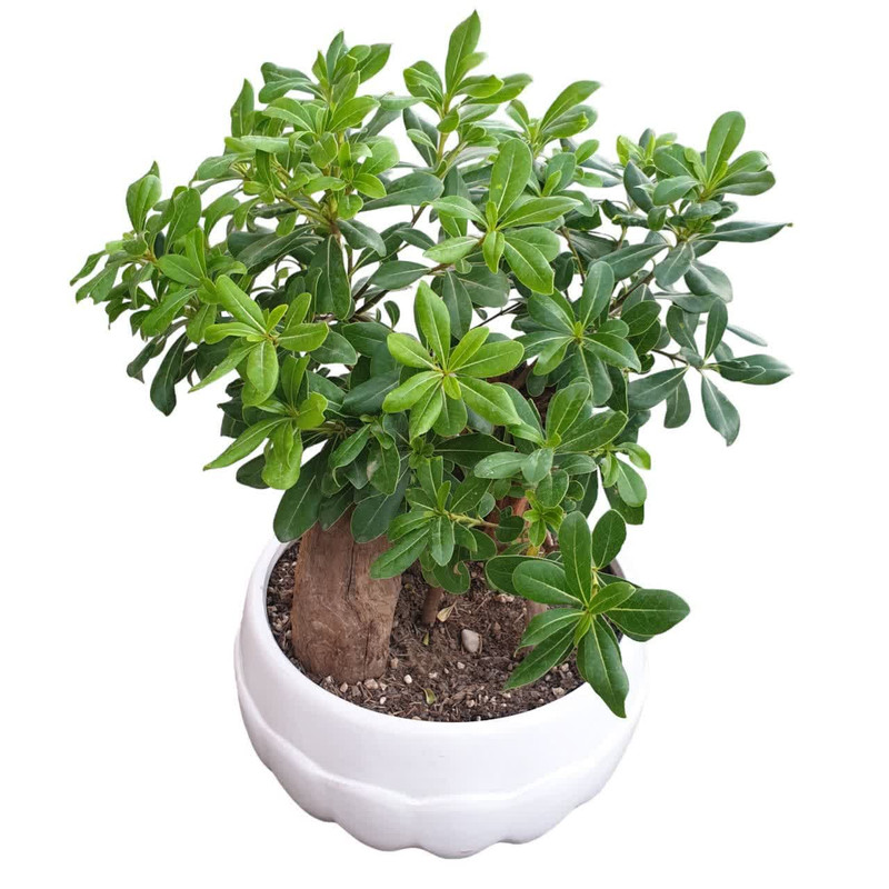 گیاه طبیعی بنسای میخک هندی کد 110