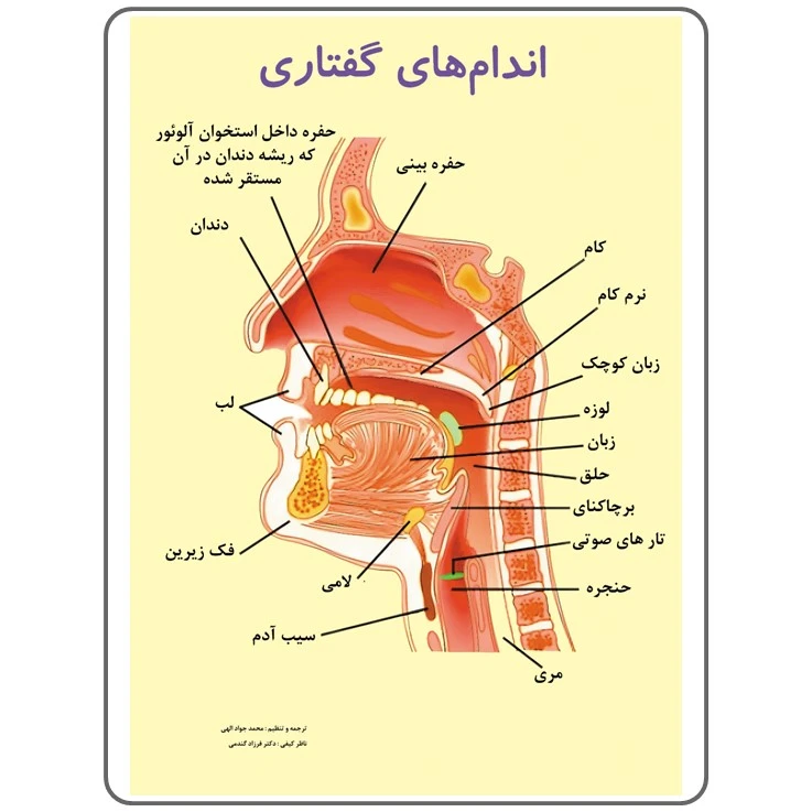 پوستر آموزشی انتشارات اندیشه اتمی مدل اندام‌های گفتاری