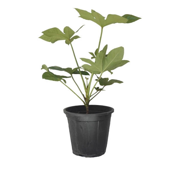 گیاه طبیعی آرالیا کد ara01
