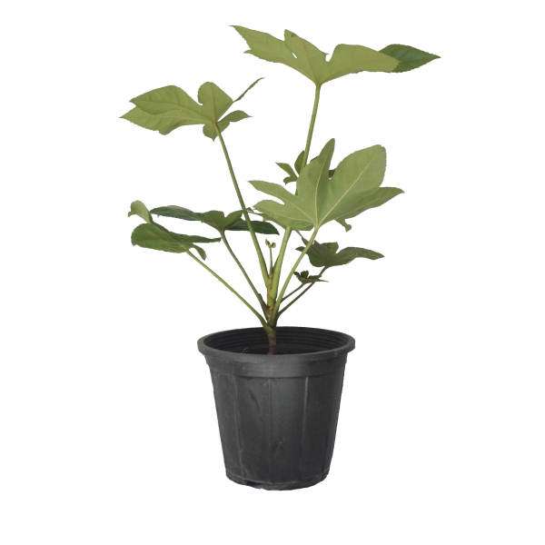 گیاه طبیعی آرالیا کد ara01