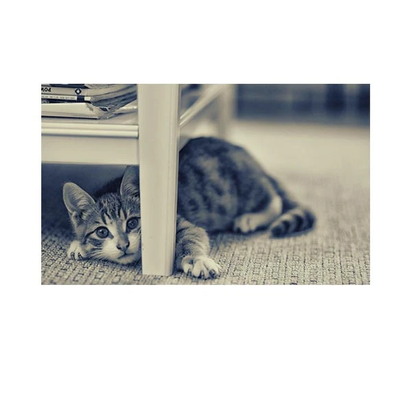   پادری مدل حیوانات کد HSHMA0027 سایز 76x46 سانتی متر