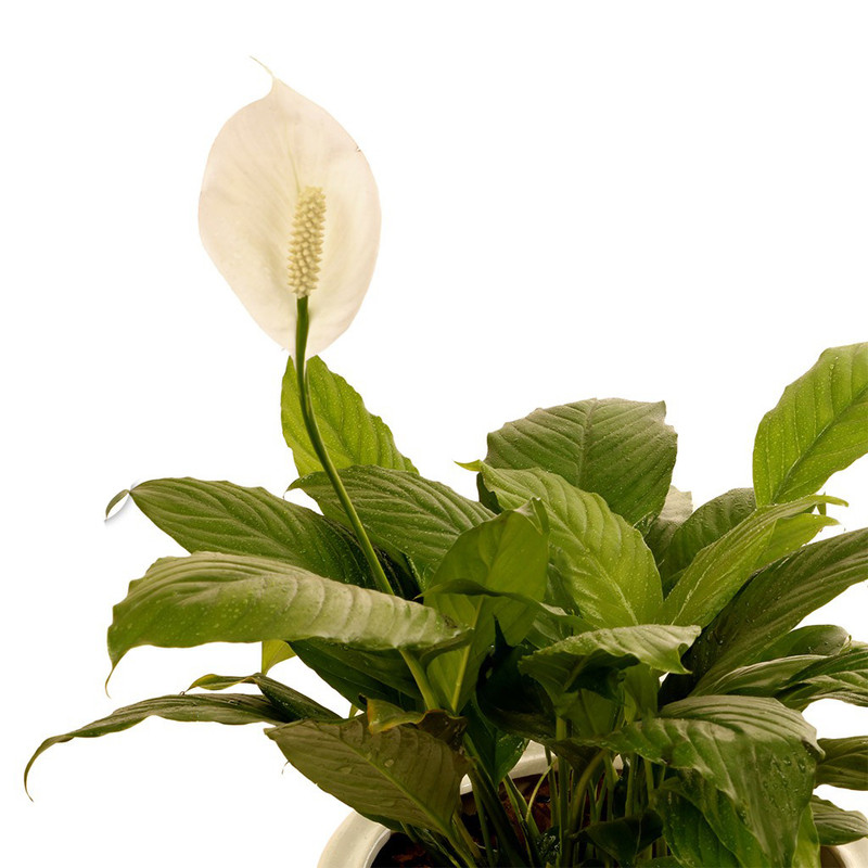 گیاه طبیعی اسپاتیفیلوم گلیتال مدل GTL113