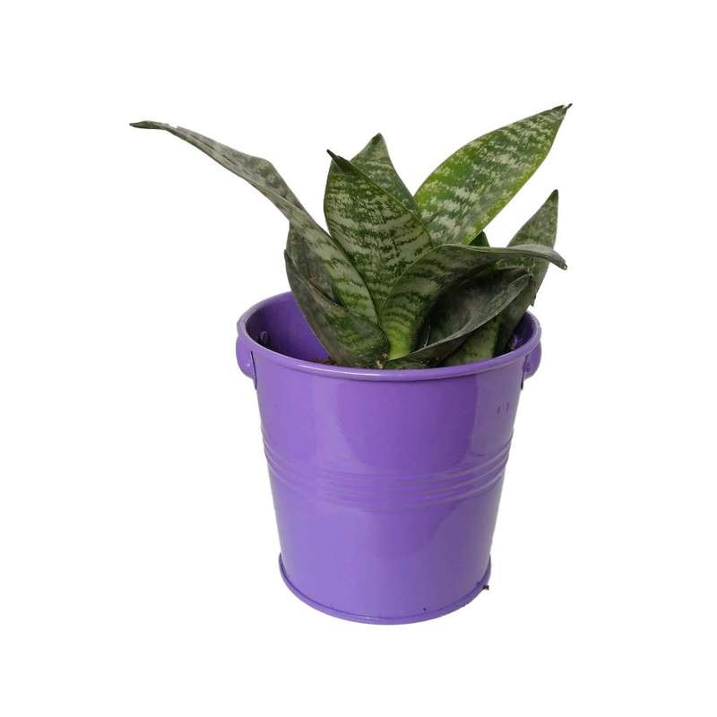 گیاه طبیعی سانسوریا پاکوتاه کد nf05