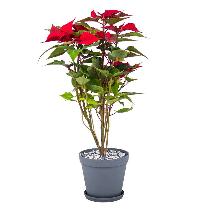 گیاه طبیعی بنت قنسول مدل p-27