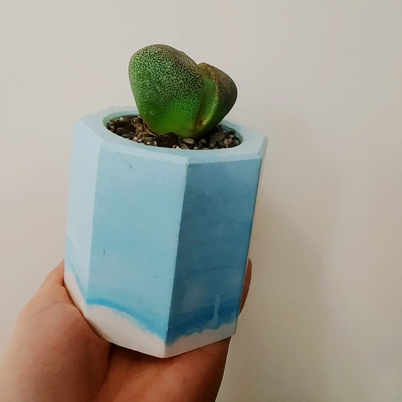 گیاه طبیعی ساکولنت مدل ِD-5 مجموعه 3 عددی گیاه طبیعی ساکولنت مدل ِD-5 مجموعه 3 عددی