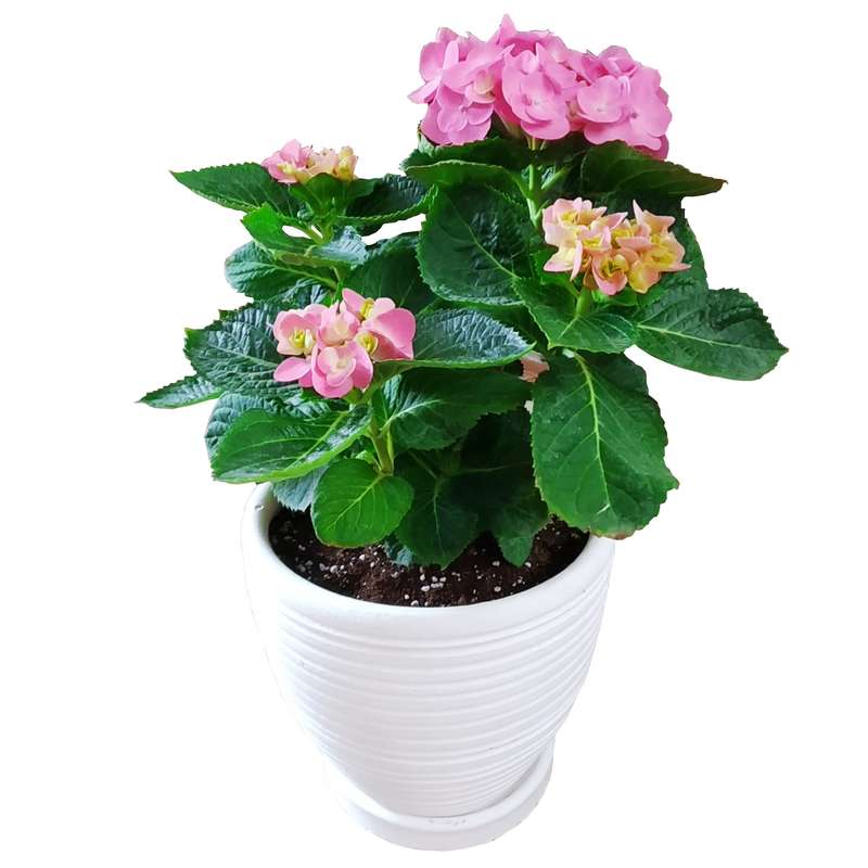 گیاه طبیعی هورتانسیا مدل D-1