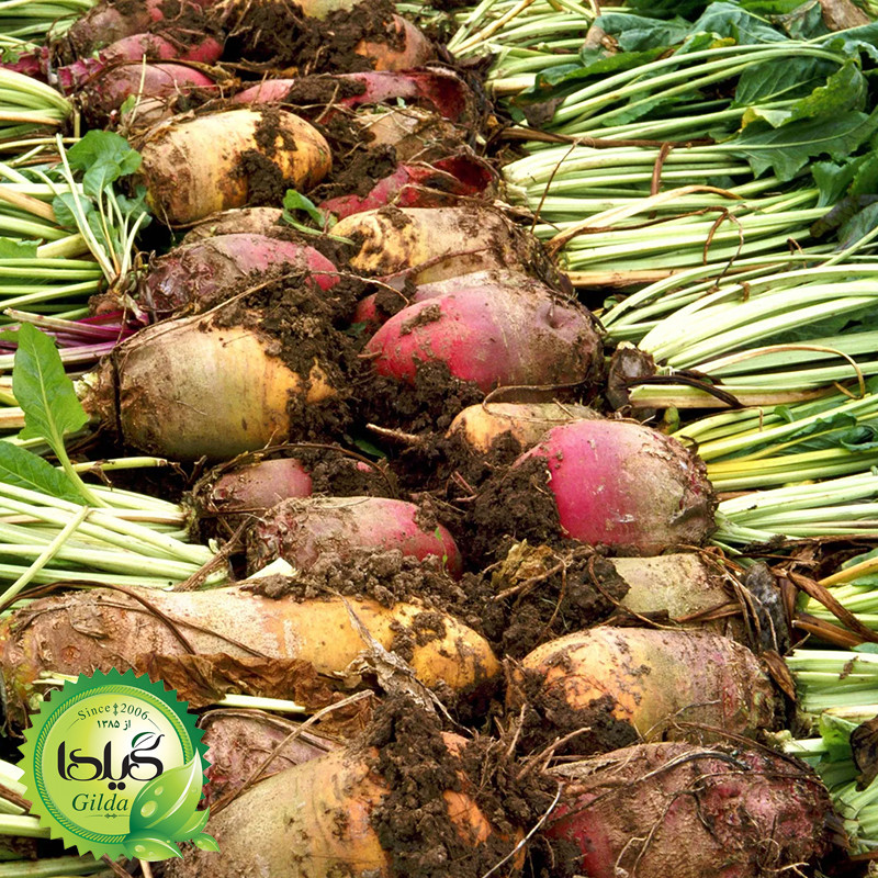 بذر چغندر قند گیلدا کد 432