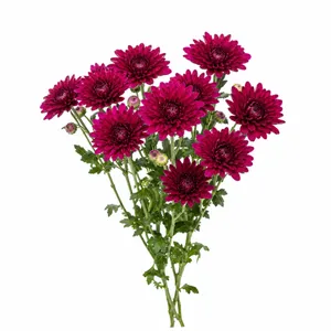شاخه گل داودی طبیعی مدل مینیاتوری بسته 10 عددی