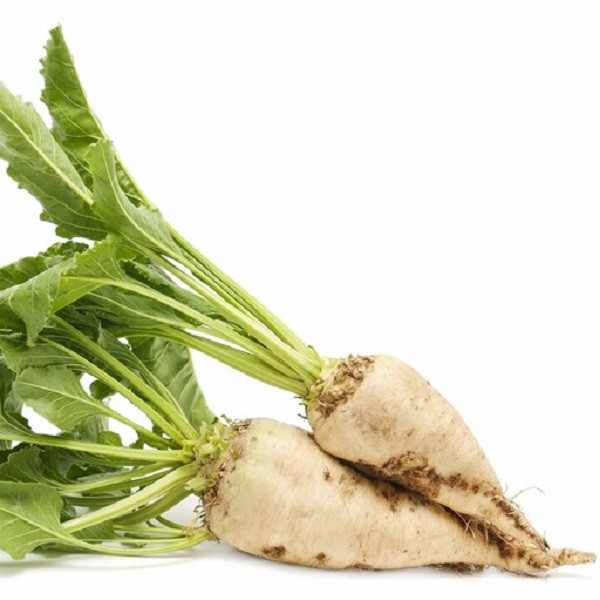 بذر چغندر قند سفید جی پی سید مدل GP2588 بذر چغندر قند سفید جی پی سید مدل GP2588